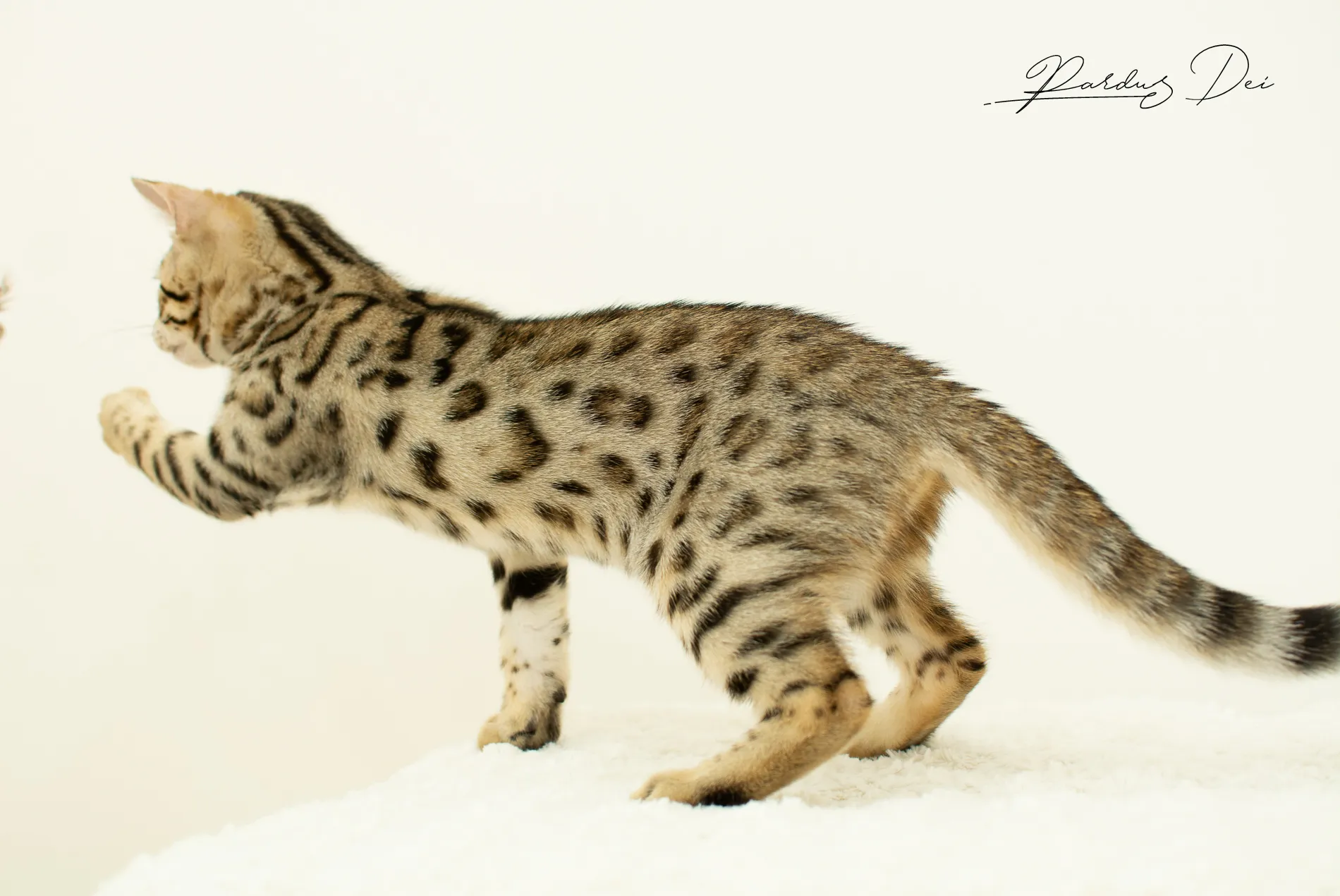 chaton bengal